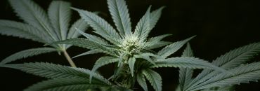 Cannabis & Hemp Business Law